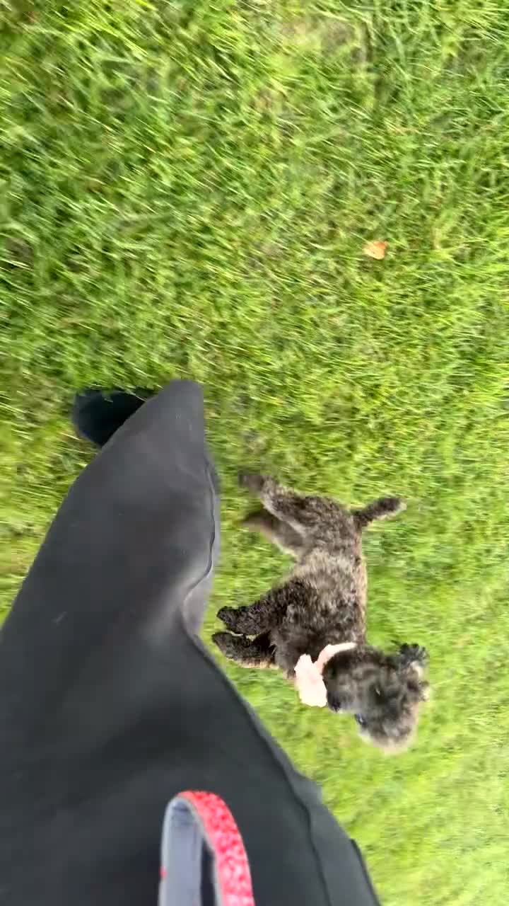 Toy Poodle dogs for sale: Tiny toy poodle - Video 3