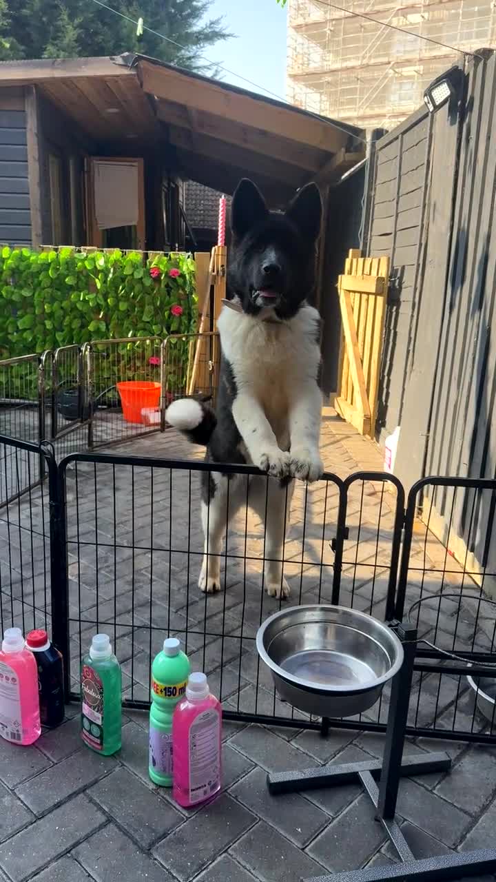 Akita dogs for stud: American Akita  - Video 3