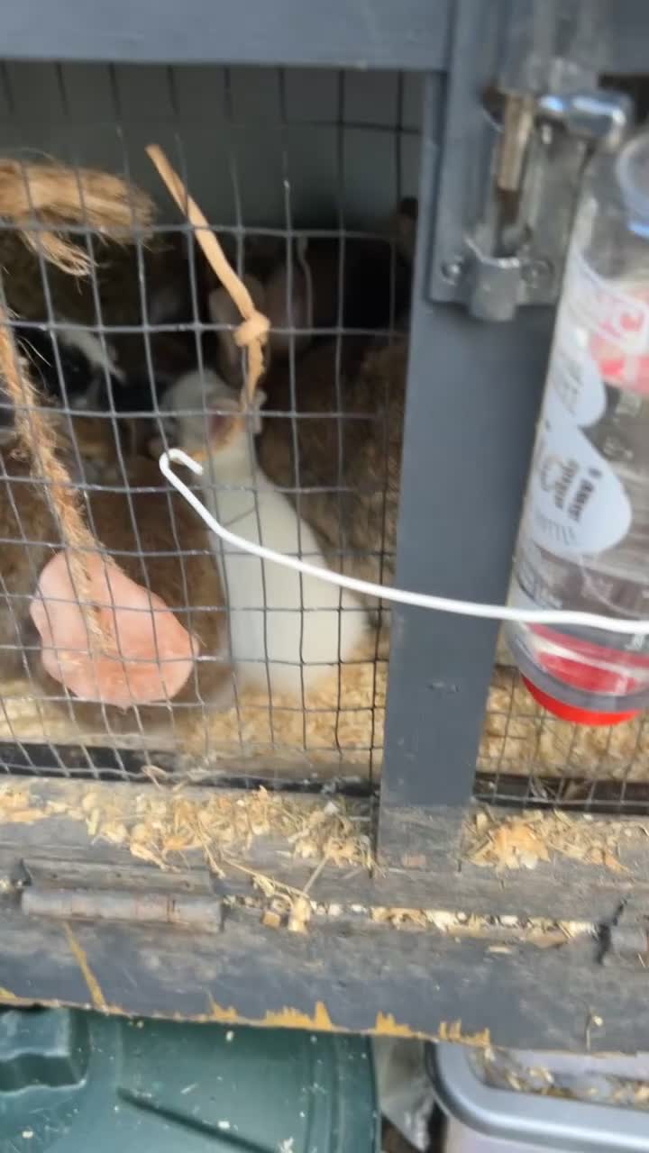 Netherland Dwarf rabbits for sale: baby rabbits.  - Video 2
