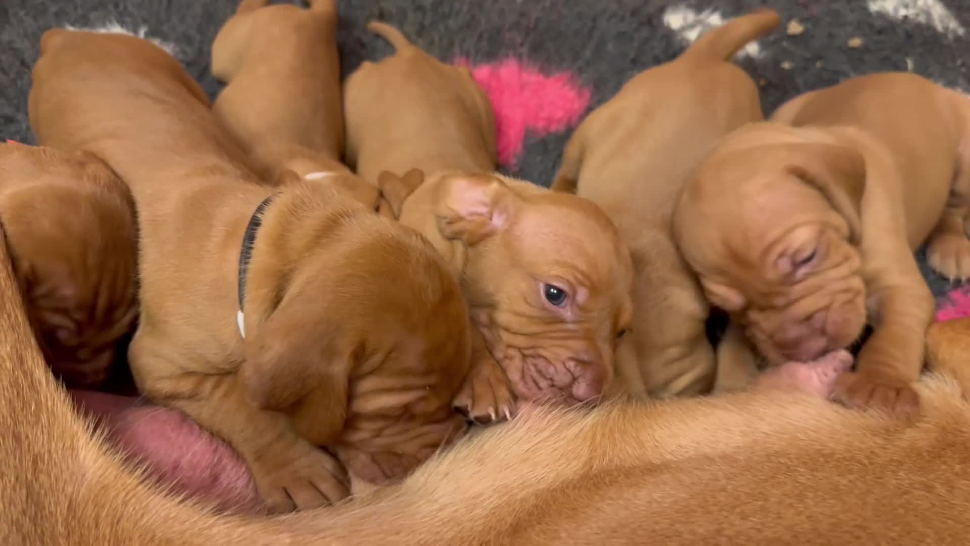 Hungarian Vizsla dogs for sale: Litter of stunning Vizslas - Video 2