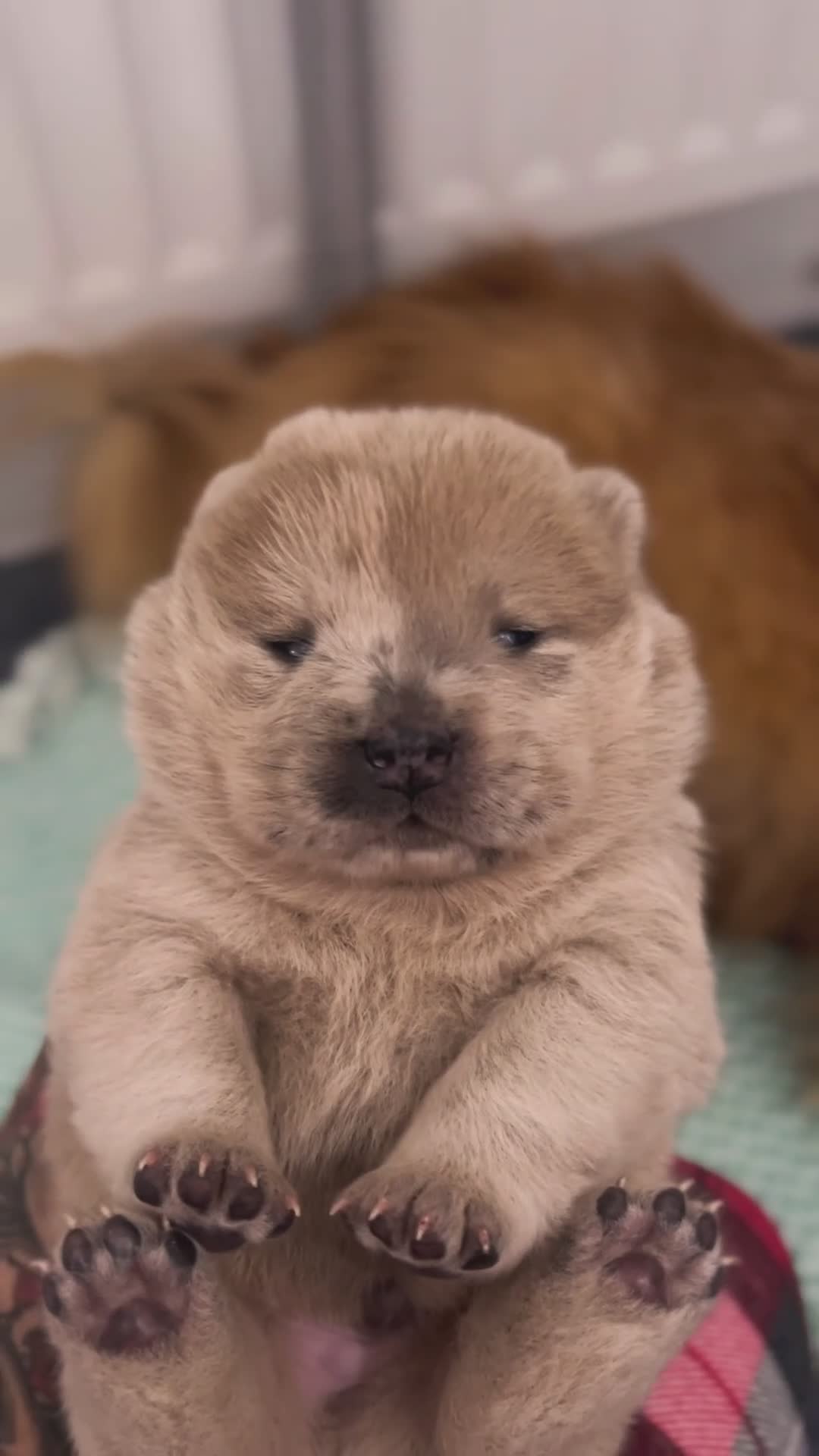 Chow Chow dogs for sale: Merle & blue bear faced Teddy chow chow puppies  - Video 3