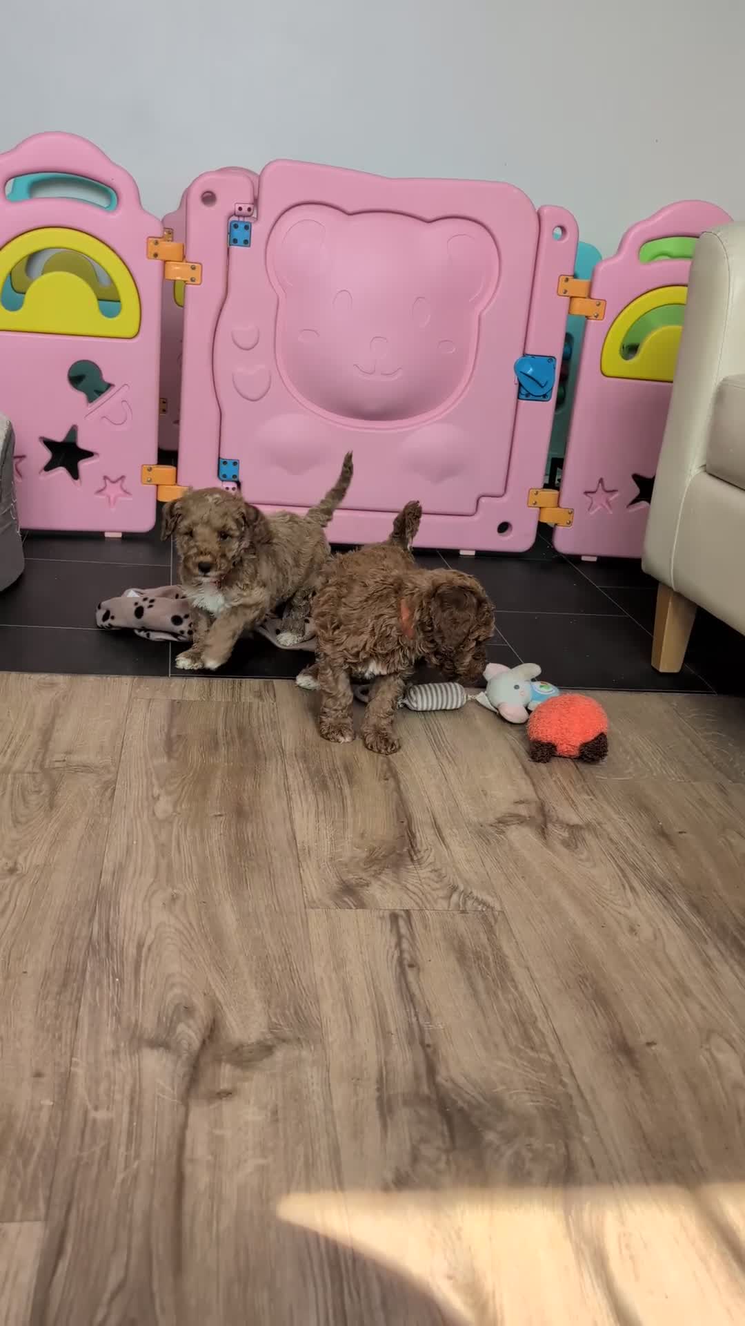 Australian Labradoodle dogs for sale: Mini Australian labradoodles, DNA health tested. - Video 1