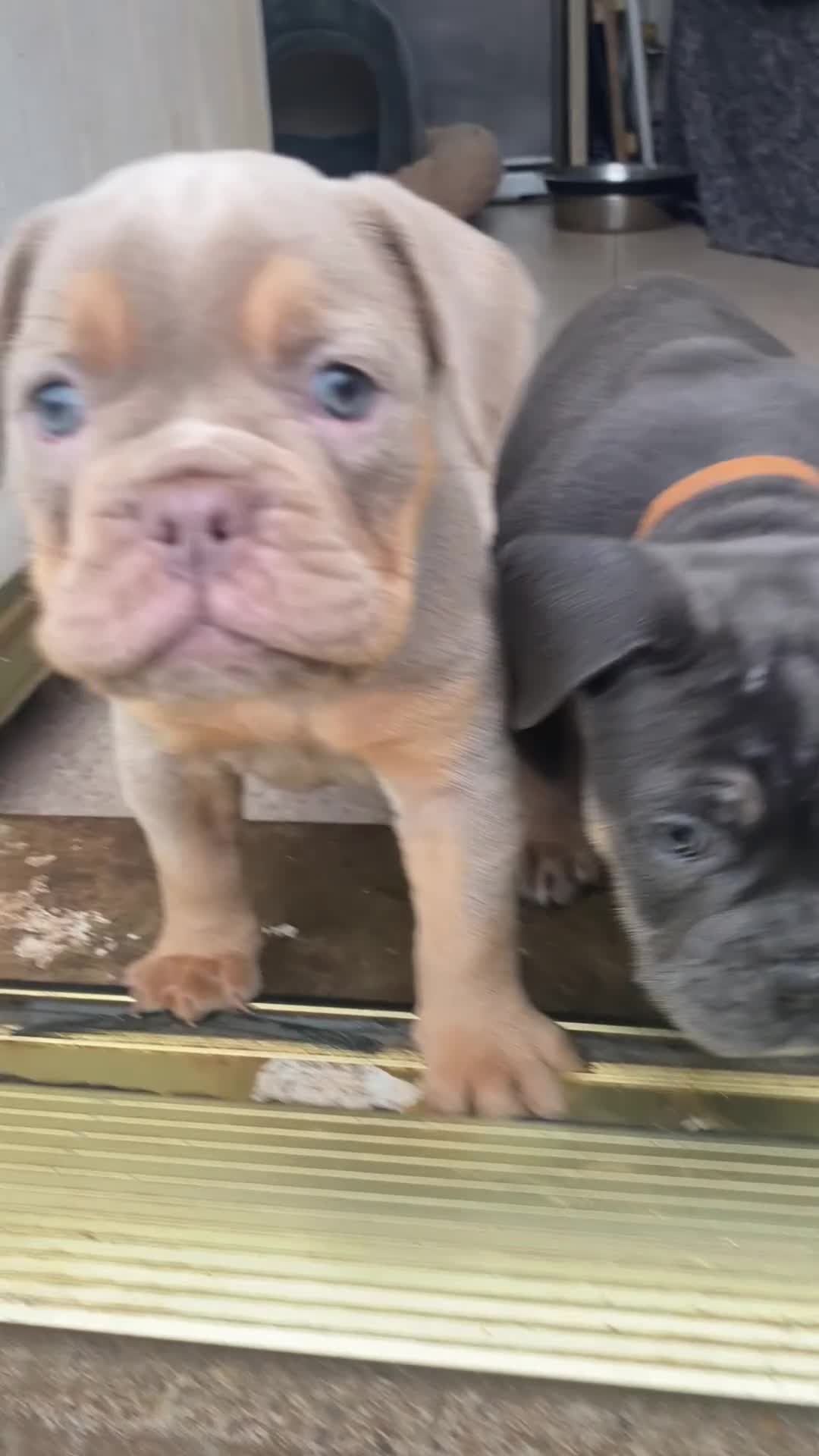 Olde English Bulldogge dogs for sale: Puppies  - Video 1