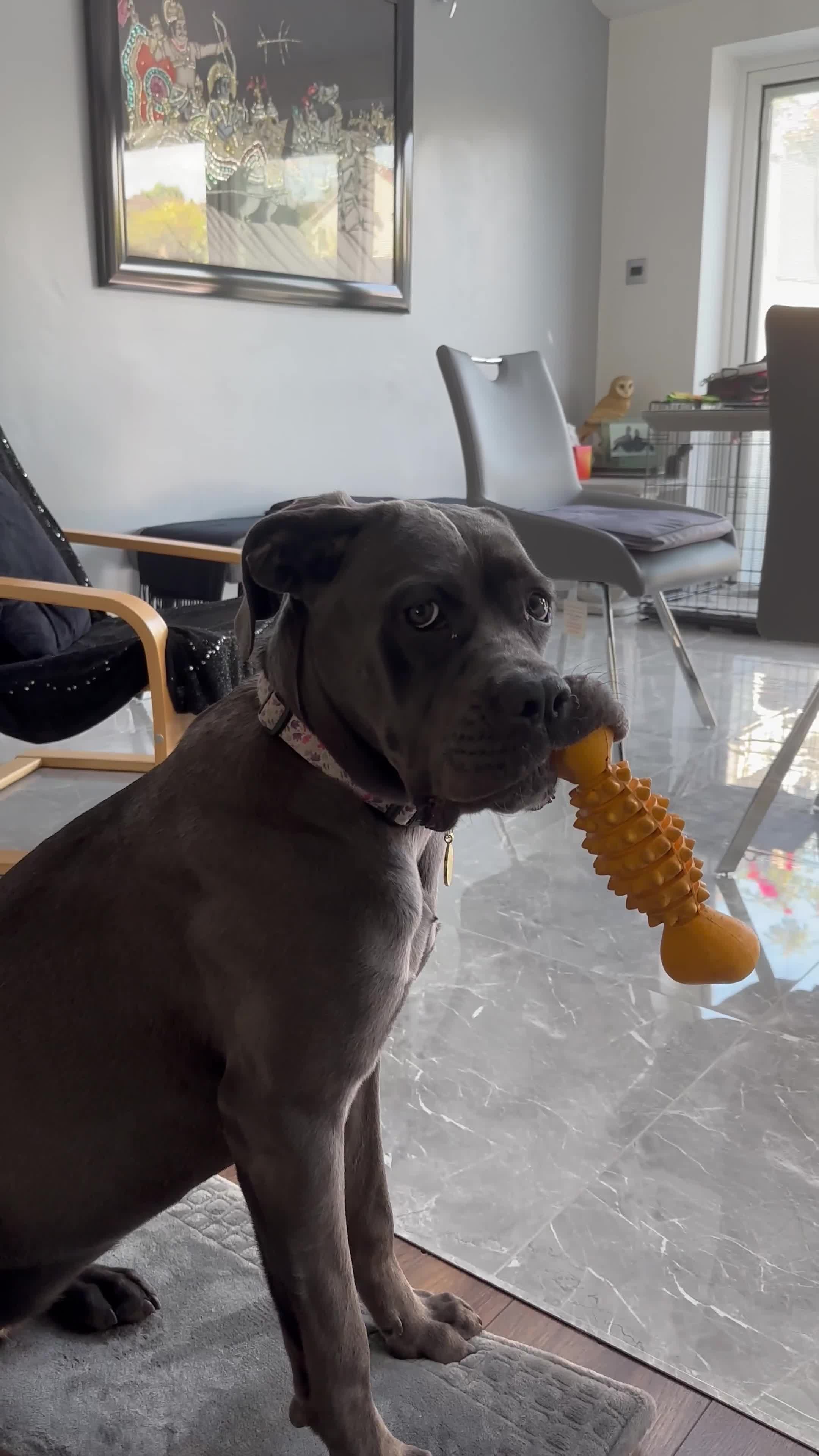 Cane Corso dogs for sale: 11 month old cane corso - Video 3