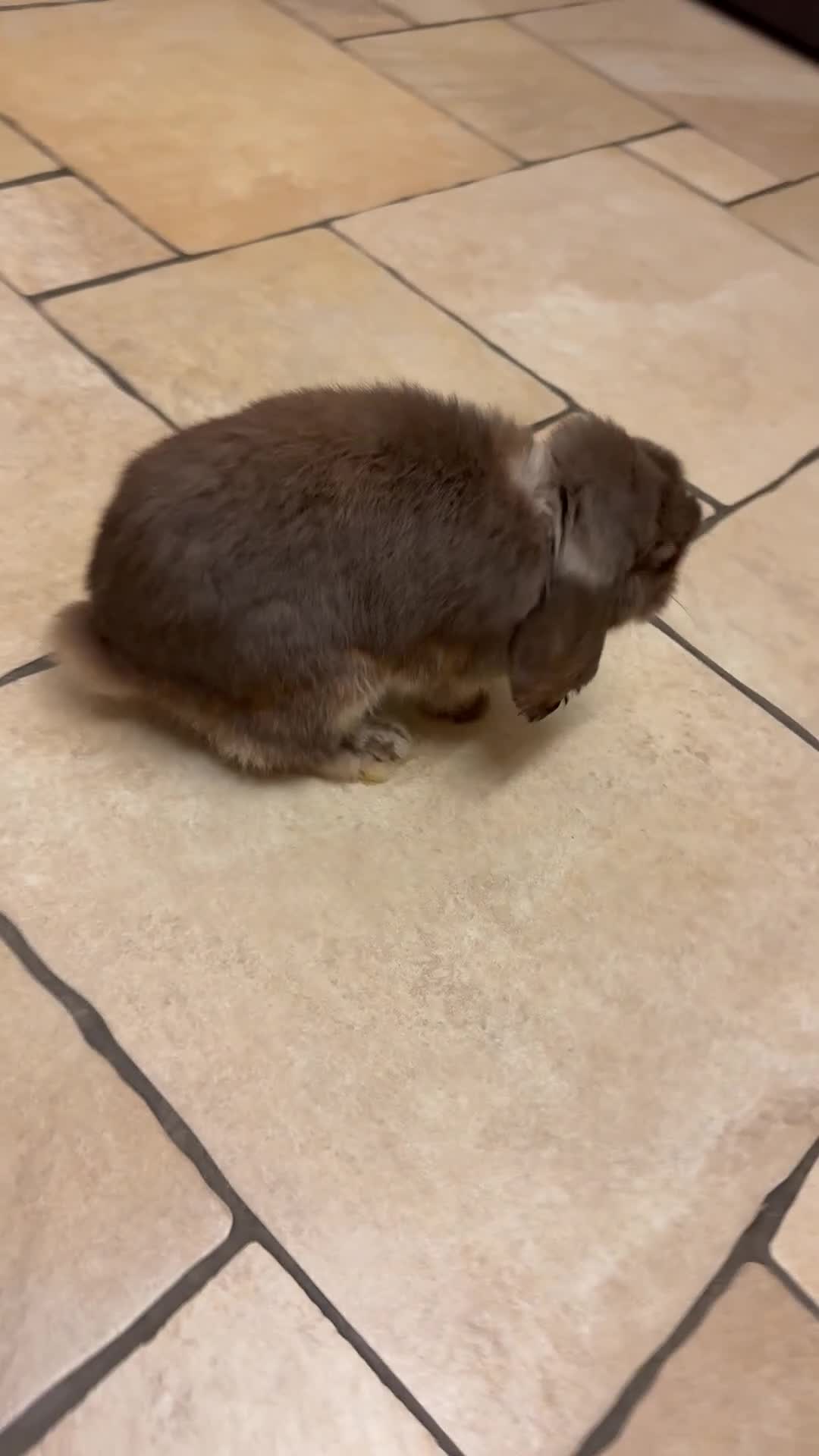 Mini Lop rabbits for sale: Mini loop( coco)  - Video 1