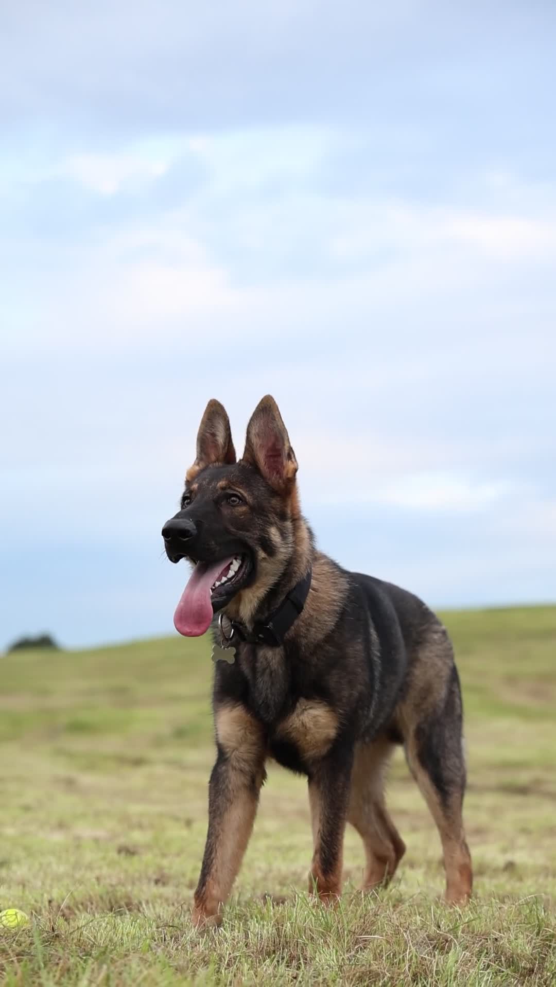 German Shepherd dogs for sale: Exceptional pedigree Working line male  - Video 1
