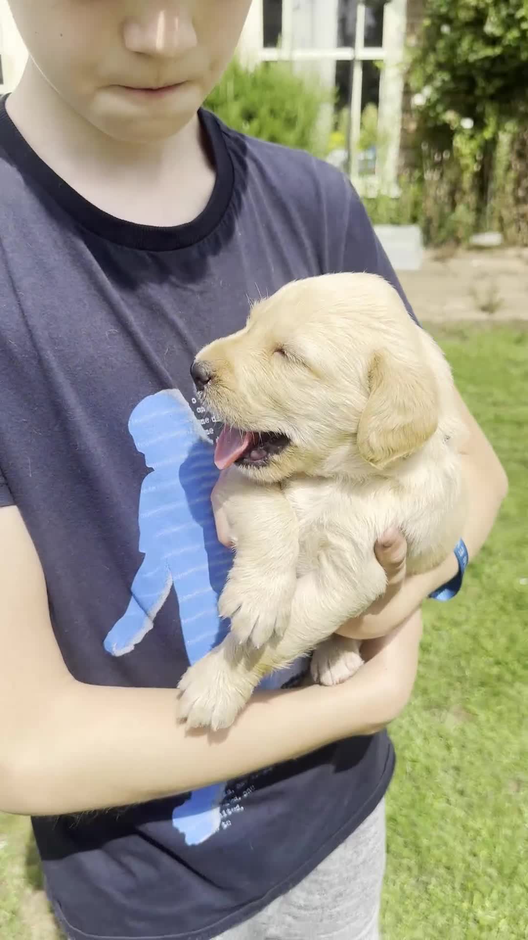 Labradoodle dogs for sale: Gorgeous F1b Labradoodle Puppies for loving homes. - Video 2
