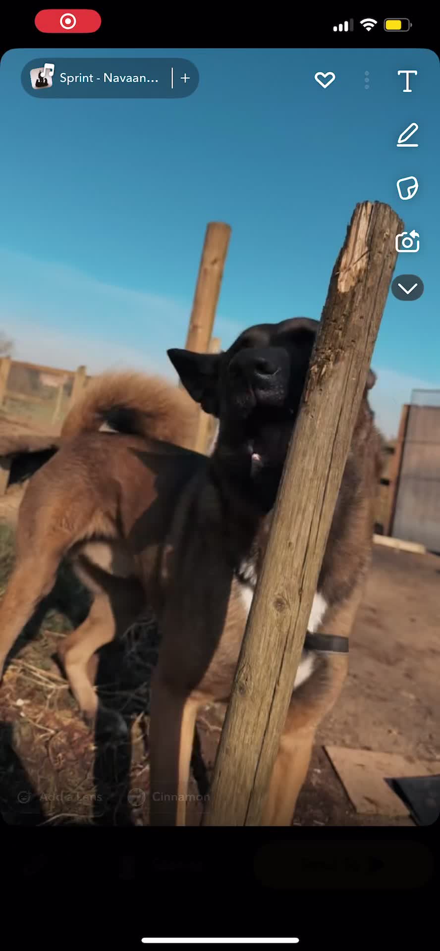 Belgian Shepherd Dog dogs for stud: Belgian malinois x American Akita STUD - Video 1