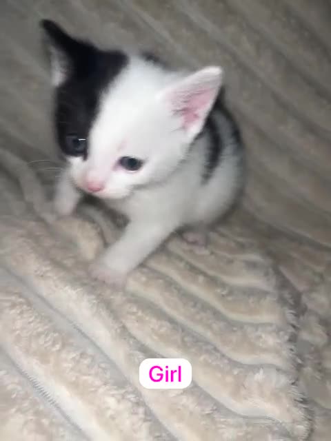 Mixed Breed cats for sale: Mixed breed Siamese kittens 2 boys 3 girls - Video 2