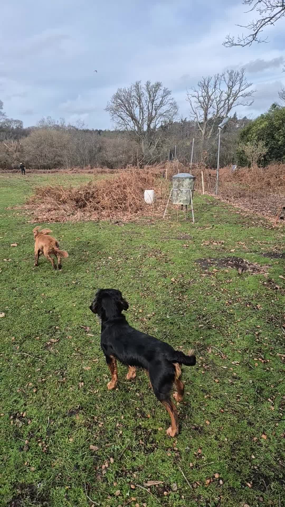 Cocker Spaniel dogs for stud: Working cocker spaniel for stud - Video 1