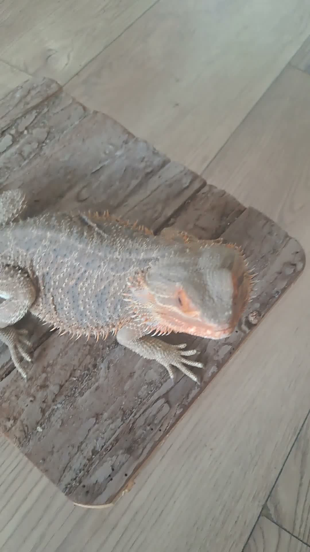 Bearded Dragon reptiles for sale:  2 Male bearded dragon + 1 female dragon  - Video 1