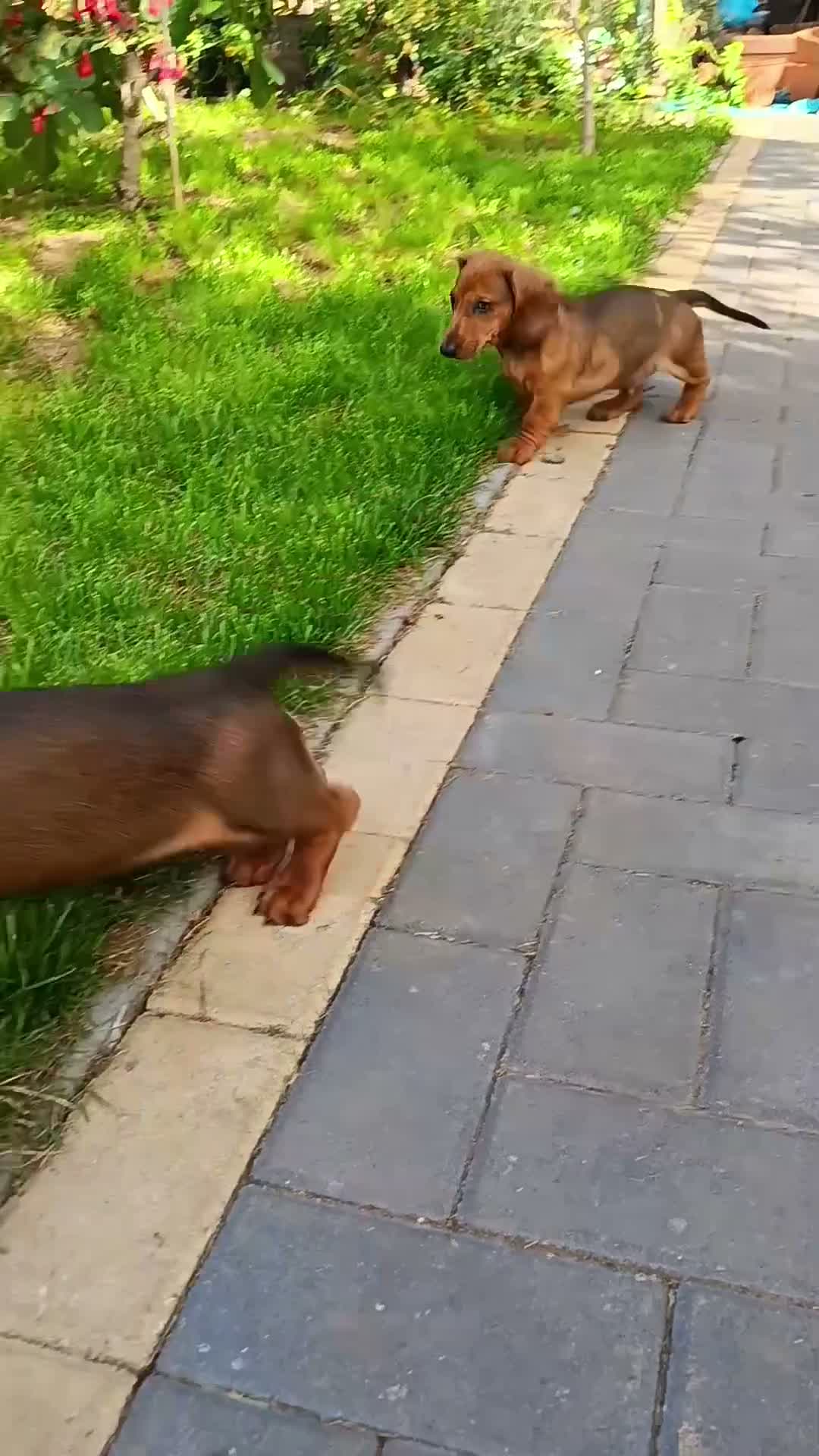 Dachshund dogs for sale: Champion Bloodline Standard Dachshund - Video 1