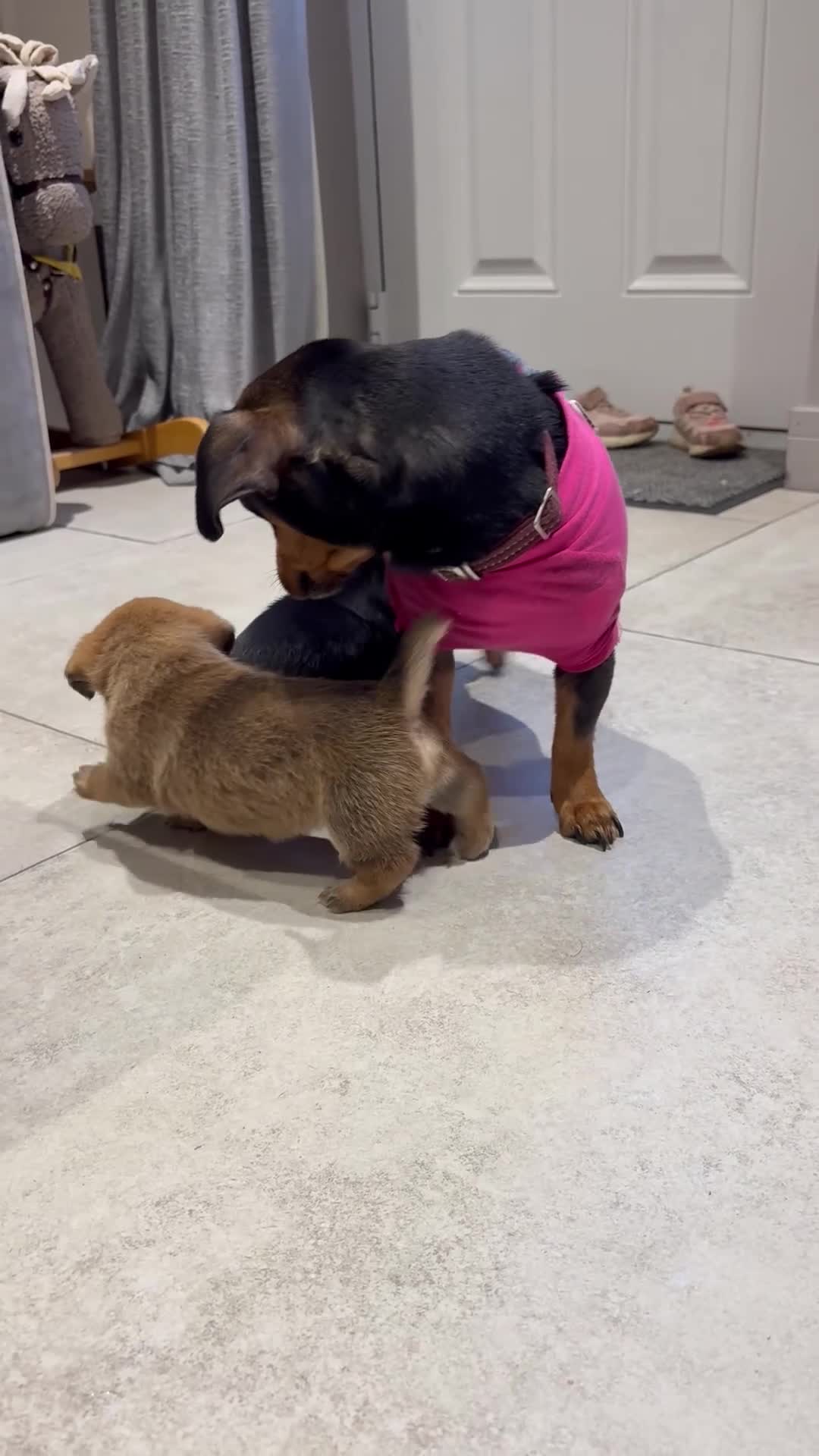 Jack Russell dogs for sale: Tan, Black and Tan puppies for sale  in Malton - Video 3