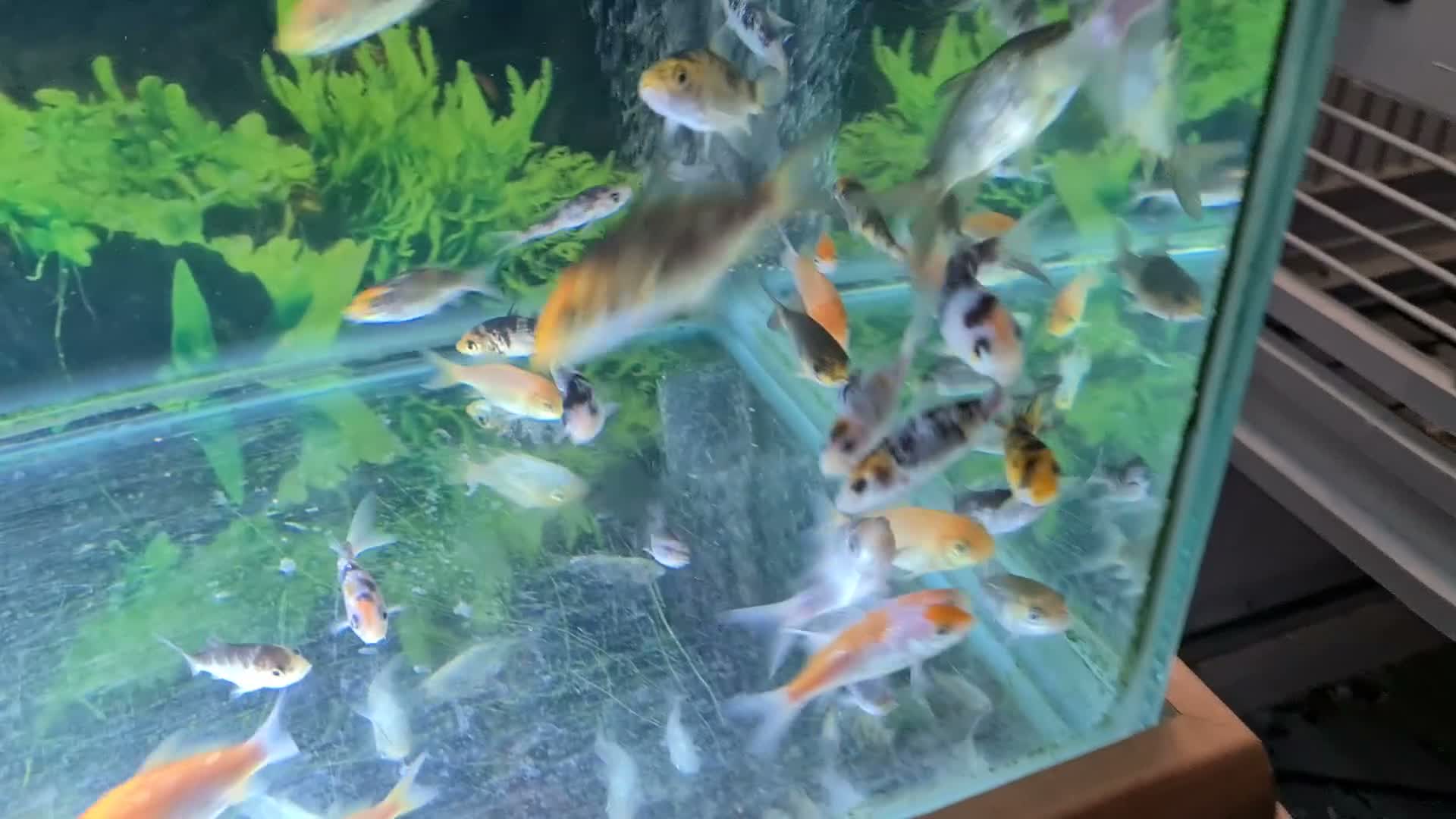Koi Carp fish for sale: Koi fry 1-6 inch - Video 2