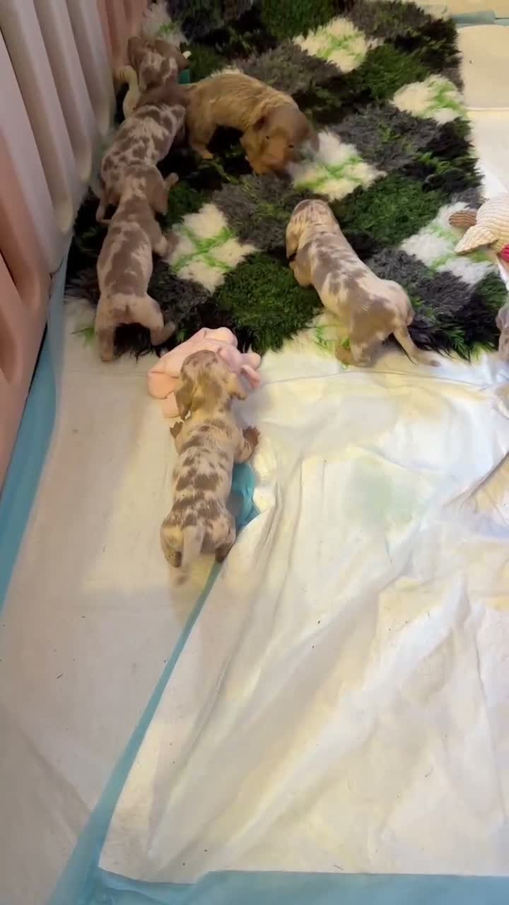 Miniature Dachshund dogs for sale: Gorgeous Miniature Dachshund Puppies - Video 1