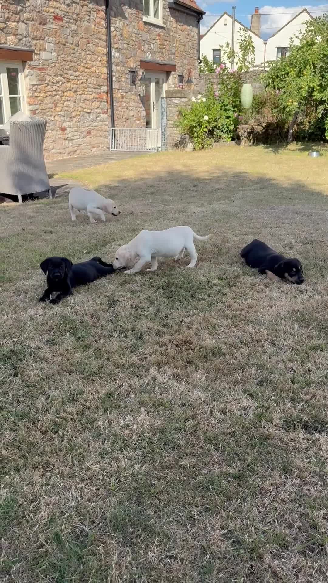Labrador Retriever dogs for sale: Beautiful Labrador puppies  - Video 1