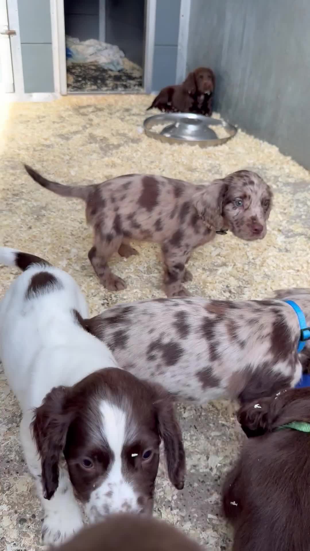 Cocker Spaniel dogs for sale: Cocker Spaniel Puppies  - Video 3