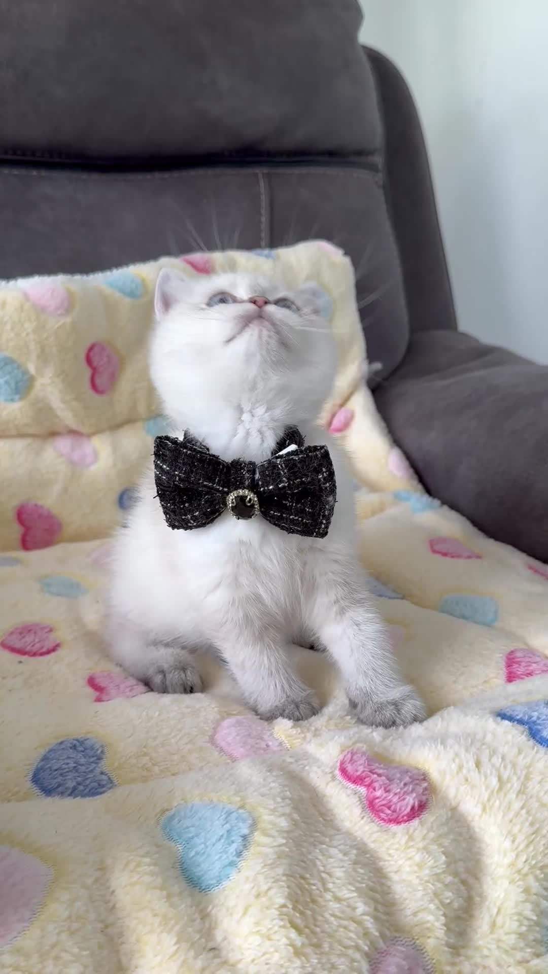 British Shorthair cats for sale: Beautiful GCCF kittens from champion lines  - Video 1