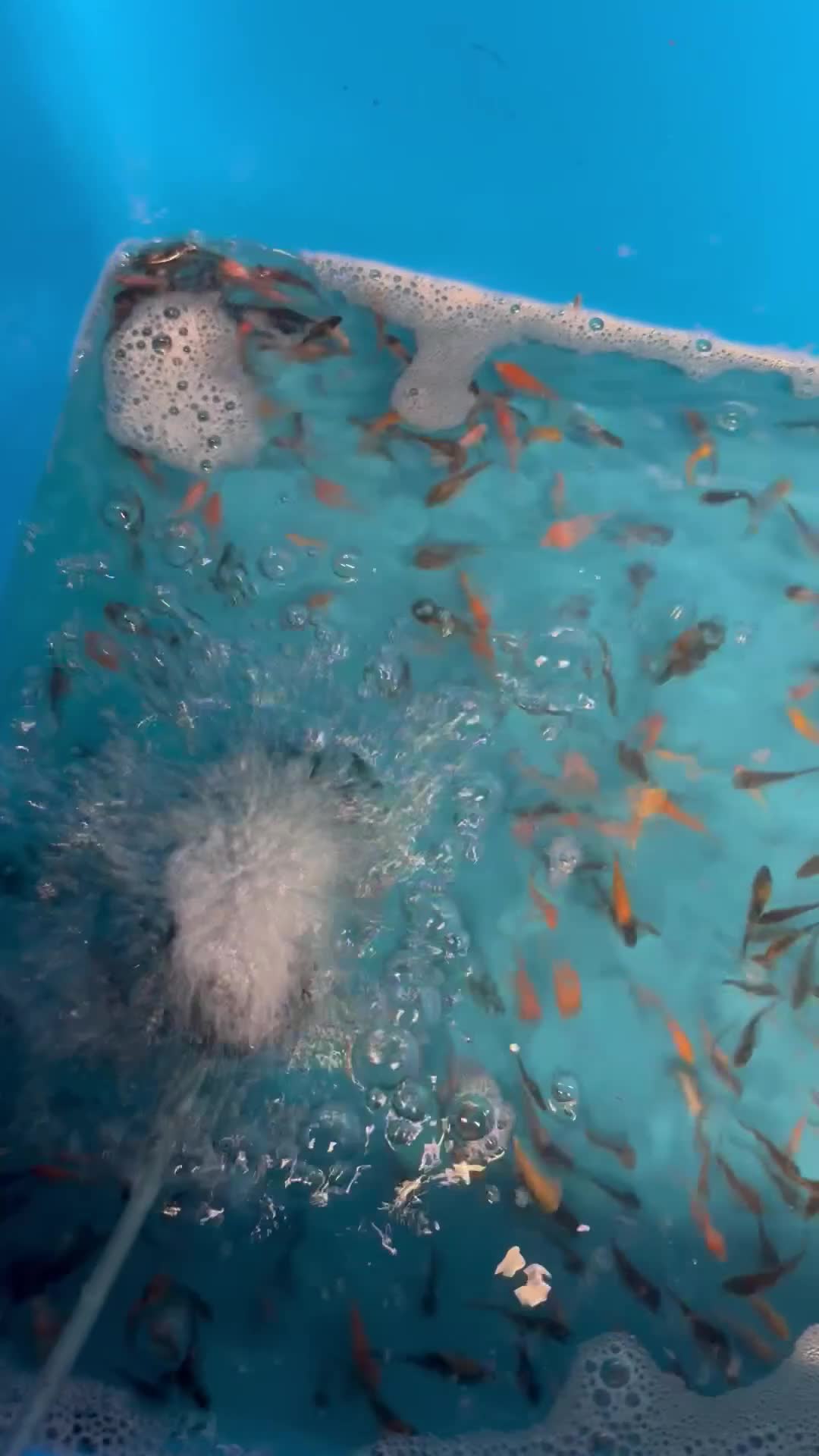 Koi Carp fish for sale: 1000’s Koi Fry 1-3 inches in Ormskirk - Video 1