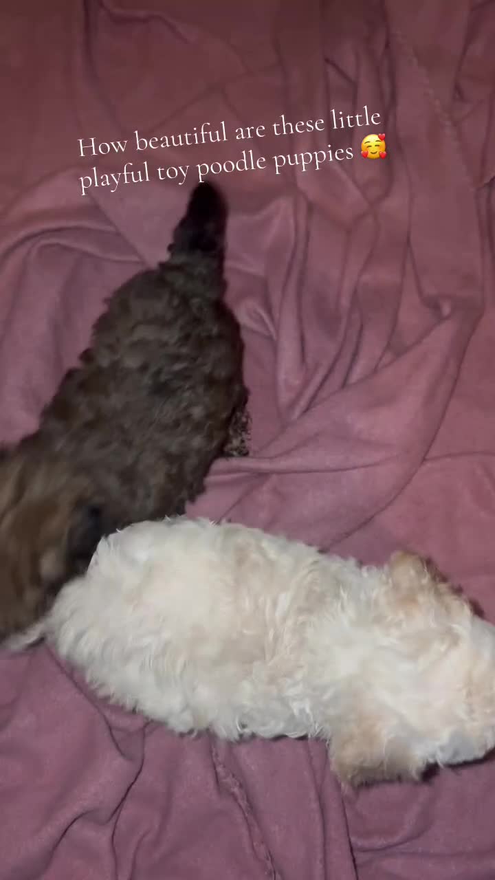 Toy Poodle dogs for sale: Ready to go Exceptional Toy poodles for sale - Video 1