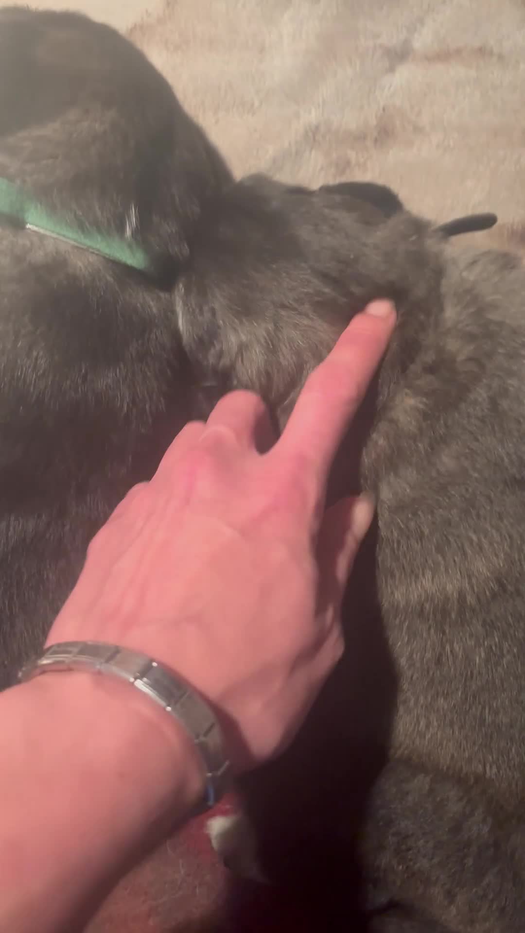 Caucasian Shepherd Dog dogs for sale: Caucasian Shepherds  - Video 2