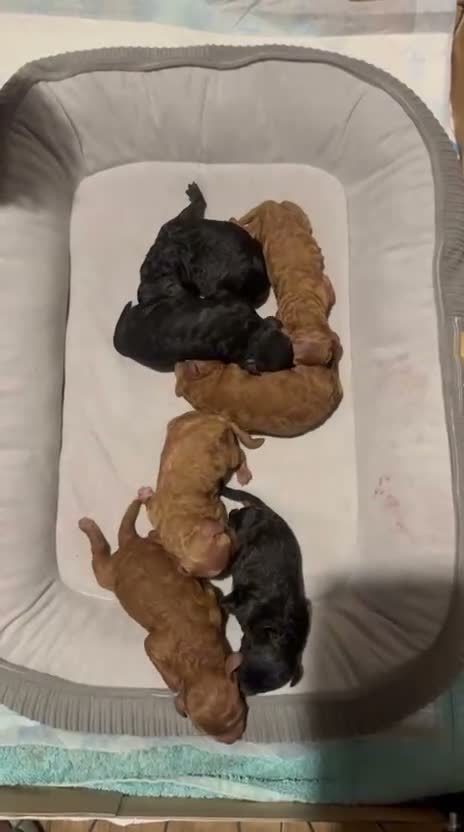Toy Poodle dogs for stud: PHANTOM TOY POODLE AVAILABLE AT STUD - Video 1
