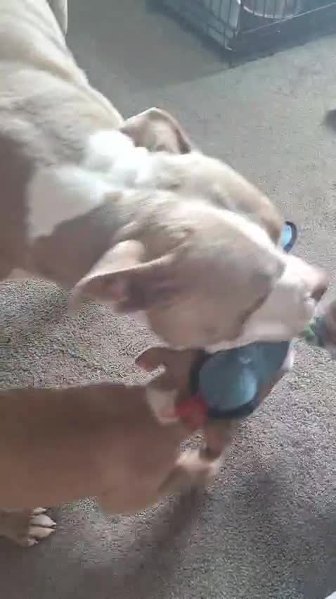 American Bully dogs for sale: 1 American female pocket bully  - Video 1