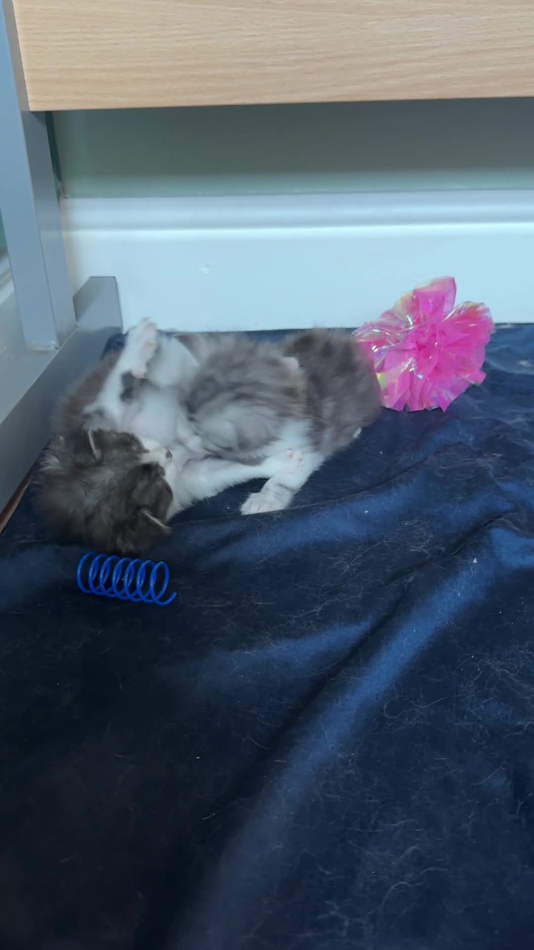 Maine Coon cats for sale: 4 MAINE COON KITTENS  - Video 1