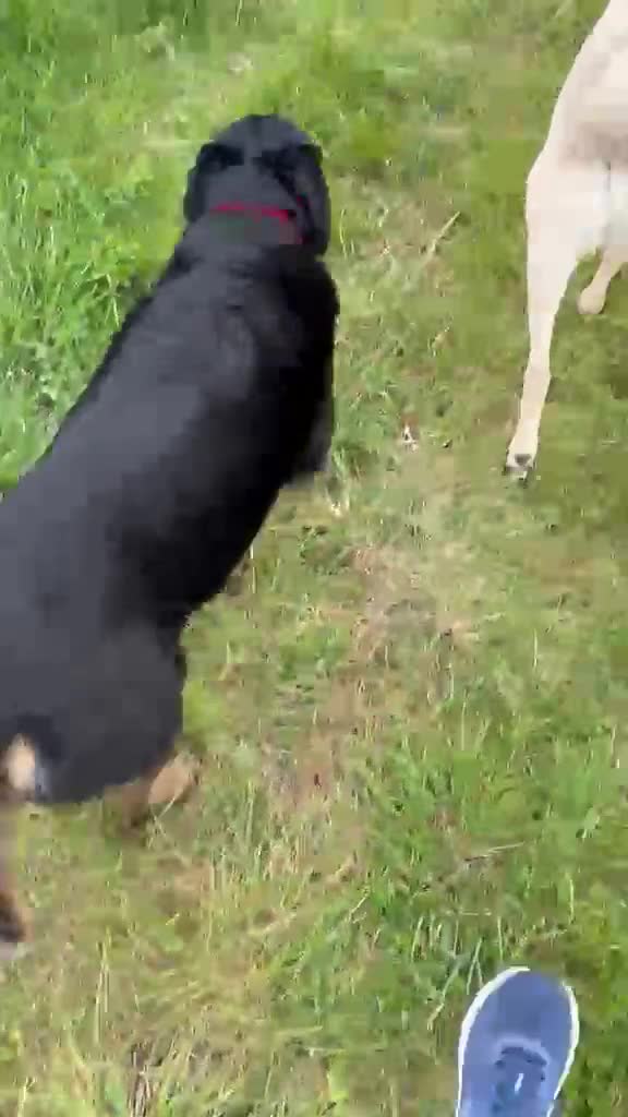 Mixed Breed dogs for adoption: 💙RUFUS💙 Misunderstood Soul Fading In Kennels  in Spalding - Video 3