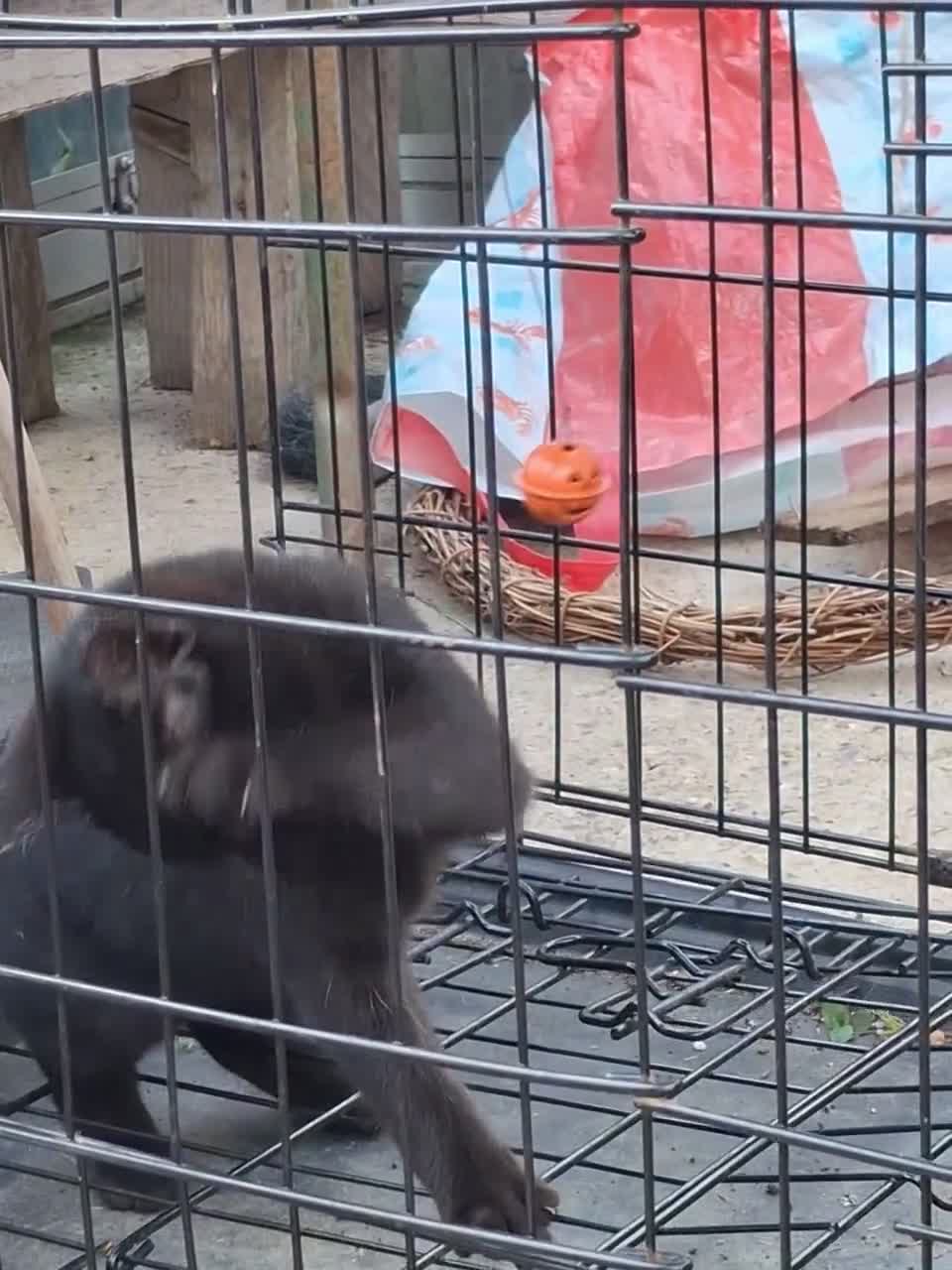 Mixed Breed cats for sale: Ginger/ cream kitten and black kitte.  - Video 1