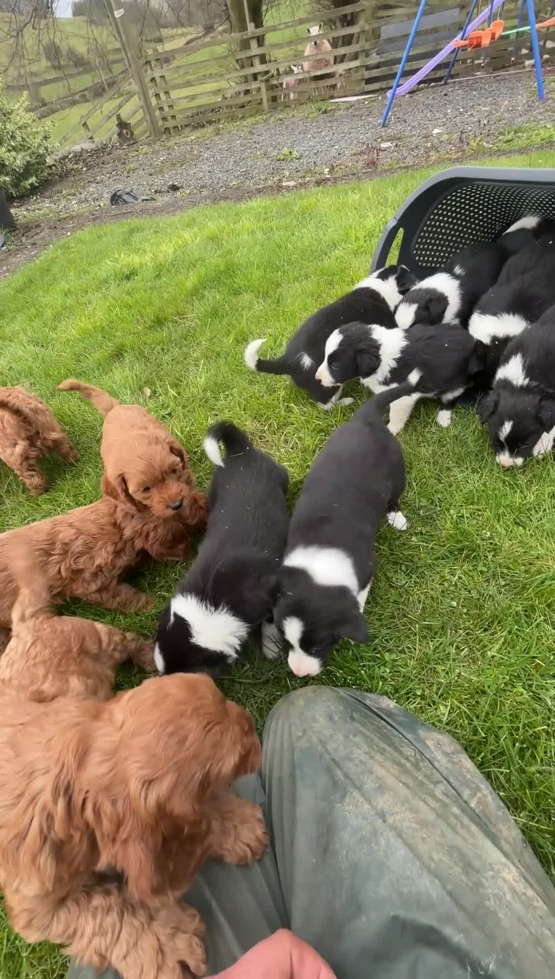 Border Collie dogs for sale: Beautiful border collie puppies - Video 1