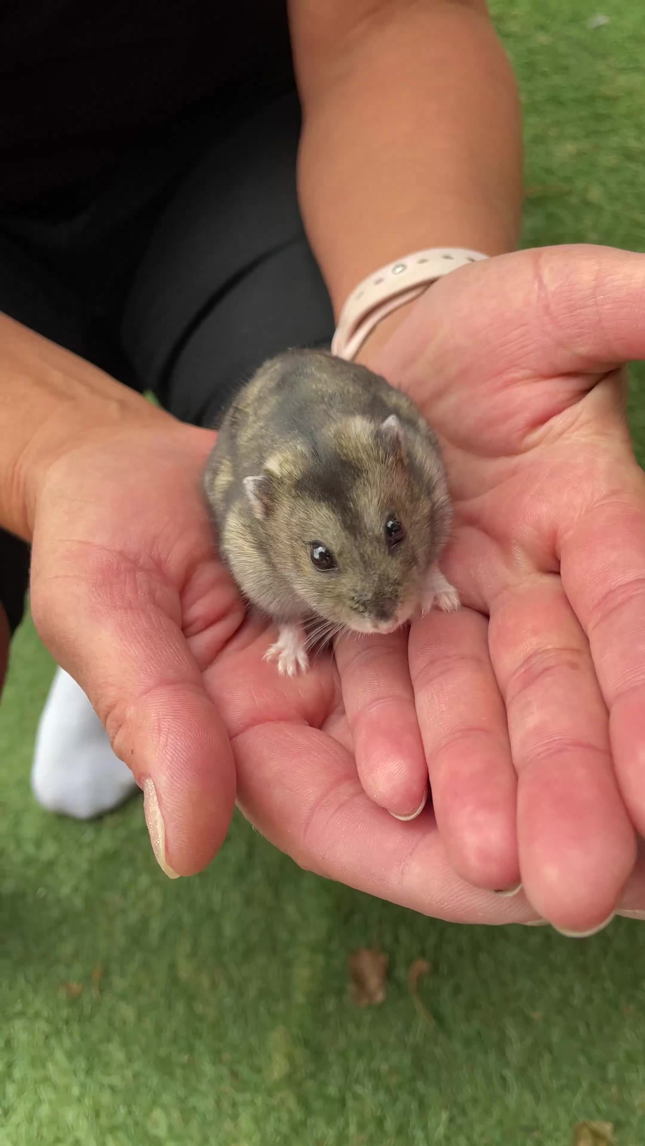 Hamster rodents for sale: Beautiful female hamster - Video 1