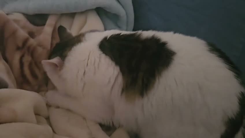 Mixed Breed cats for adoption: Leo and Spike - gentle giants need a cuddly home - Video 1