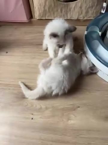Ragdoll cats for sale: 5 Stunning Ragdoll Kittens  - Video 1