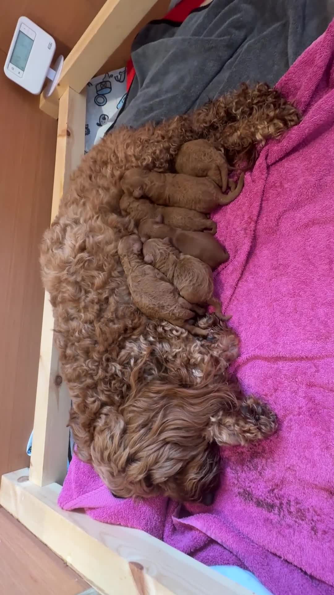 Cockapoo dogs for sale: Beautiful All Fox Red F1BB Cockapoo Puppies  - Video 1