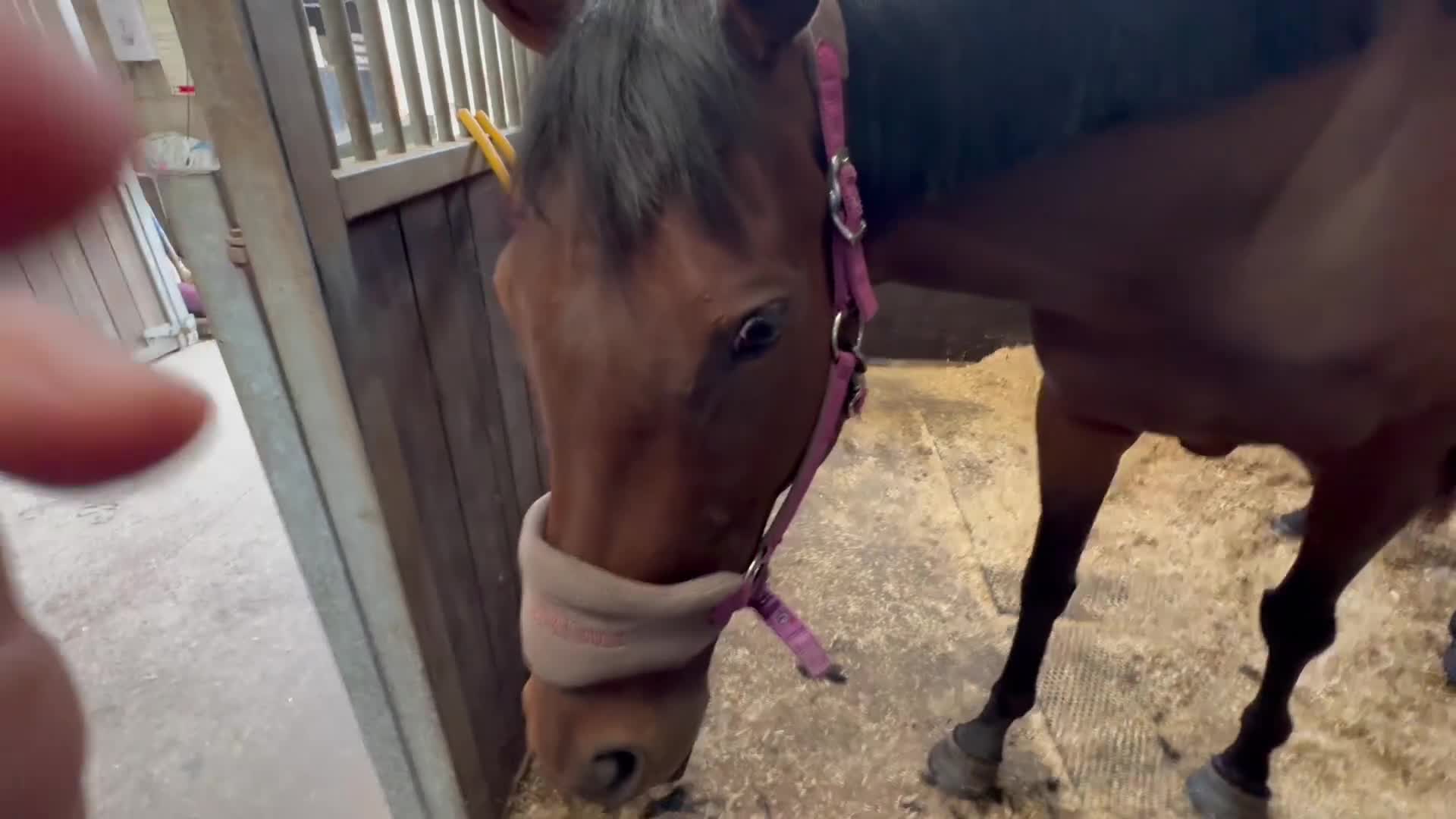 Irish Thoroughbred horses for sale: Ex racer Sensitive mare in Shrewsbury - Video 1
