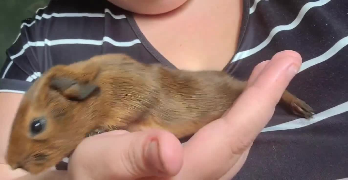 Guinea Pig rodents for sale: guinea pig  - Video 1