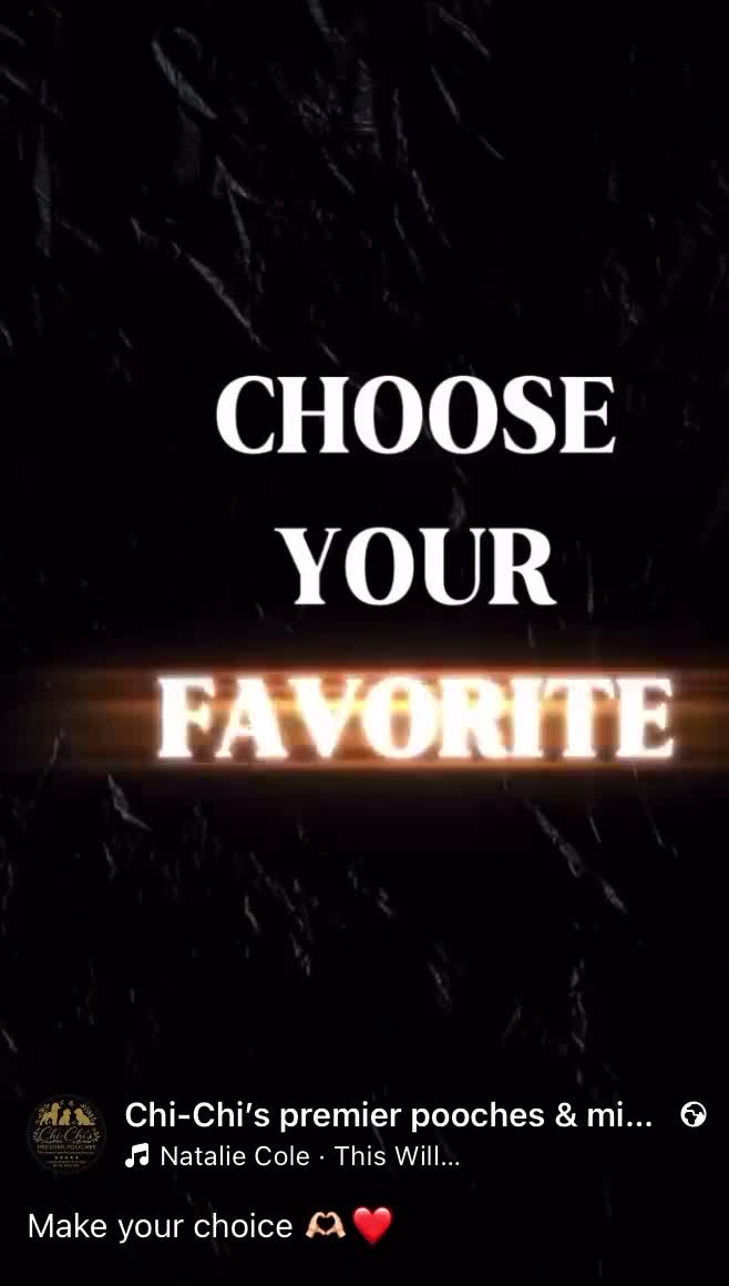 Cavapoo dogs for sale: Toy cavapoo WAITING LIST - Video 1