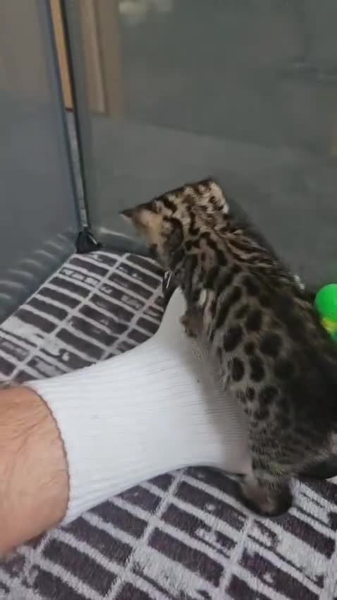 Bengal cats for sale: Lovely bengal kittens(Tica reg.)😍 - Video 1