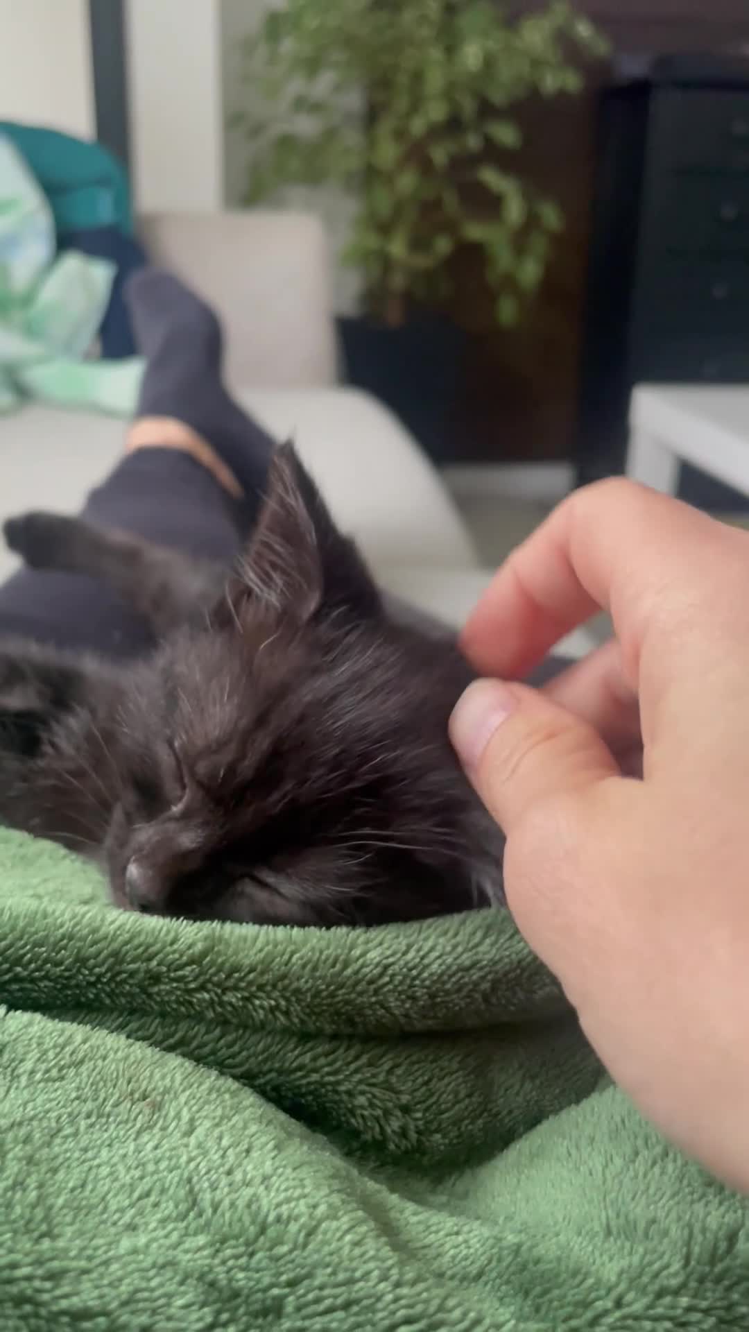 Mixed Breed cats for sale: Puma girl - Video 1