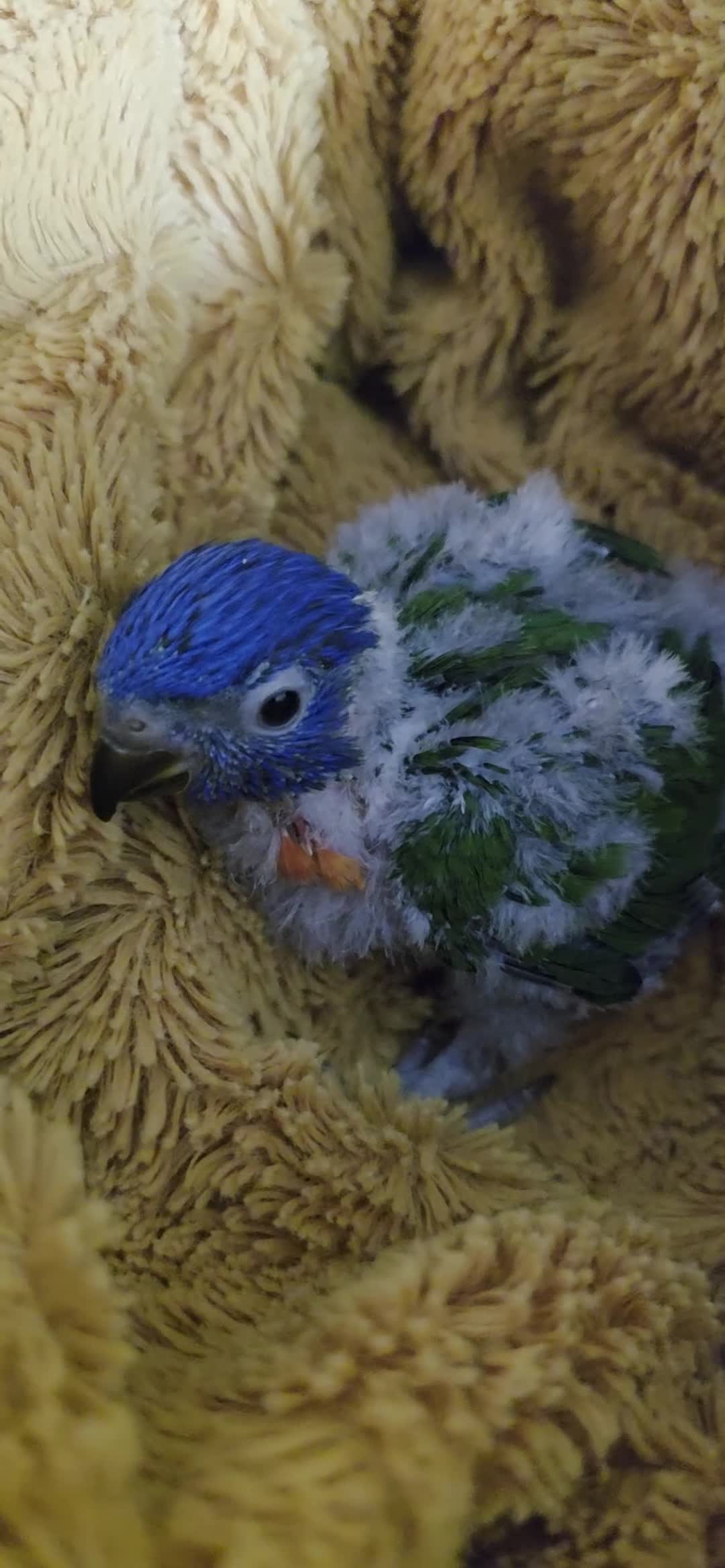 Lorikeets birds for sale: Young Rainbow lorikeet - Video 1
