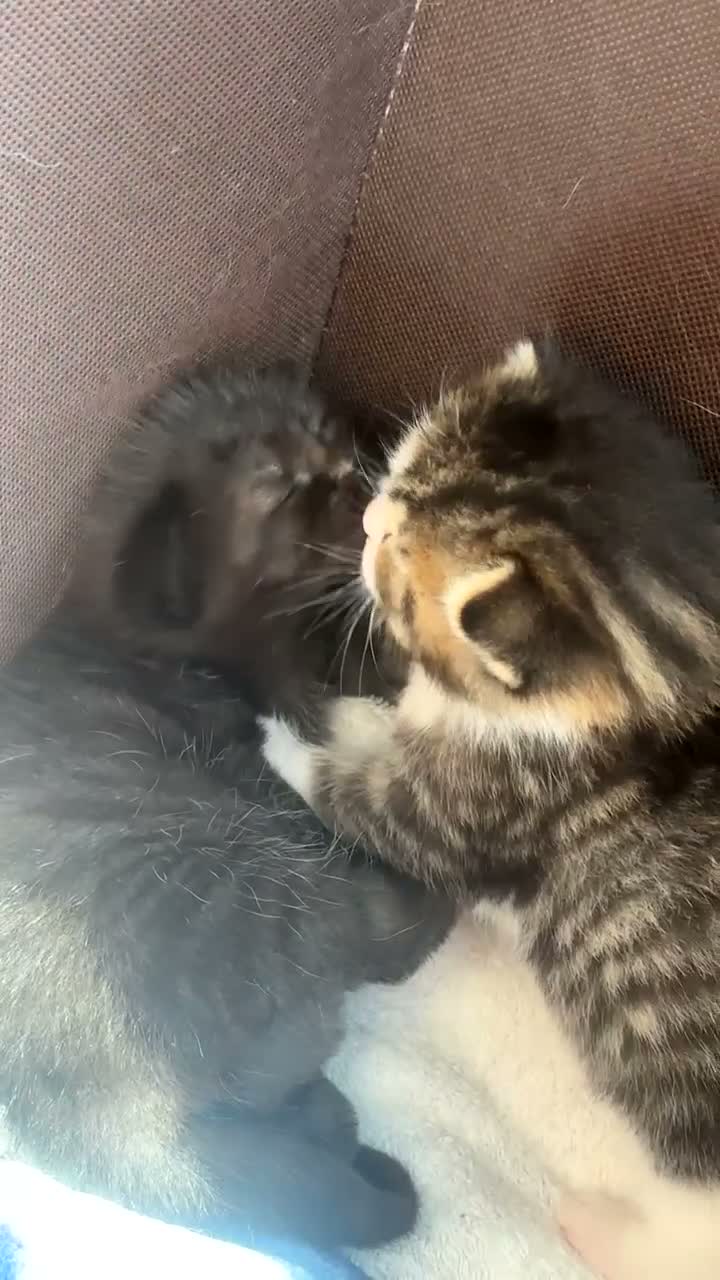 Mixed Breed cats for sale: 2 stunning kittens ready in 4 weeks  in Port Talbot - Video 2