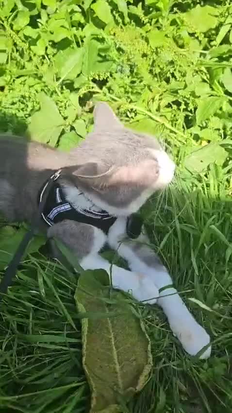 Mixed Breed cats for sale: Domestic short hair mixed with ragdoll male cat - Video 1