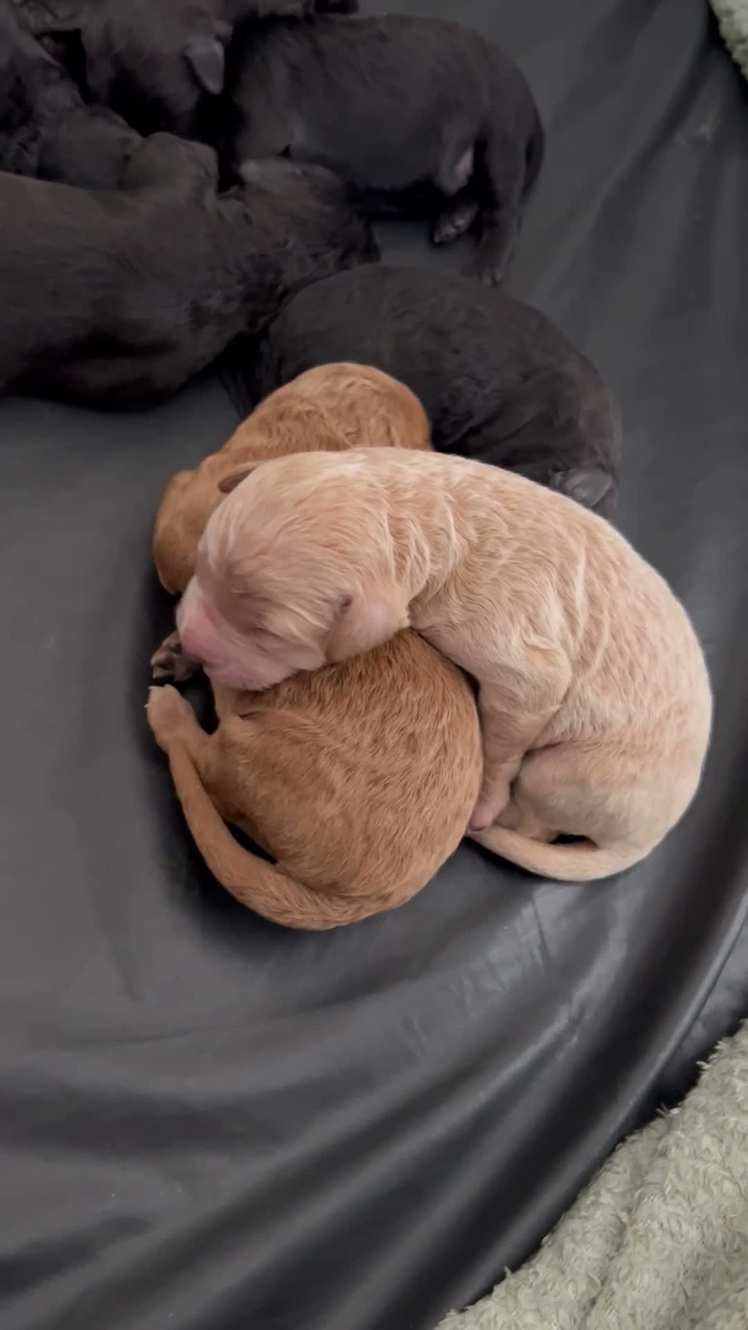 Cockapoo dogs for sale: Cockapoo Puppies  - Video 4