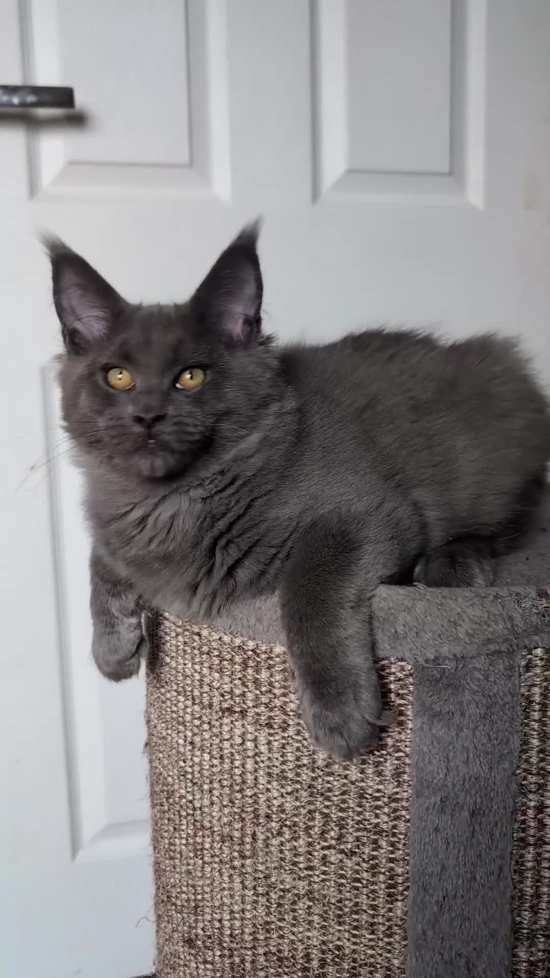 Maine Coon cats for sale: Maine coon kitten. Tica registered - Video 2