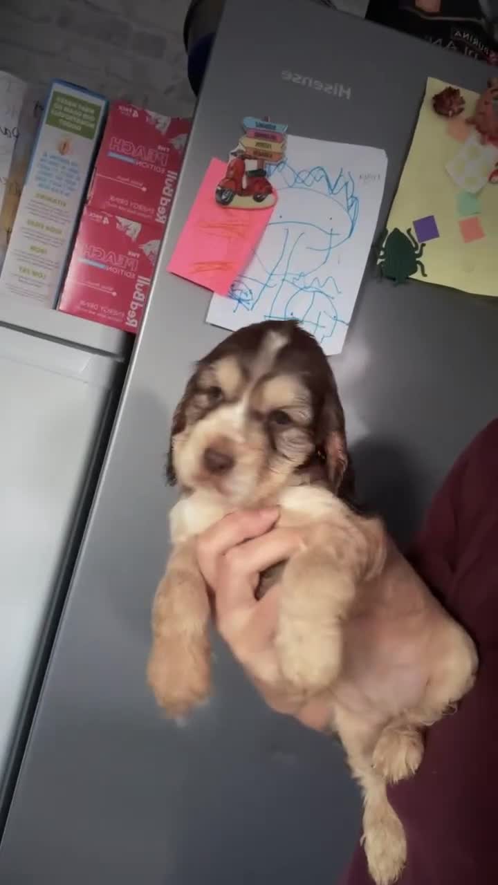 Cocker Spaniel dogs for sale: Show type cocker spaniel  - Video 2