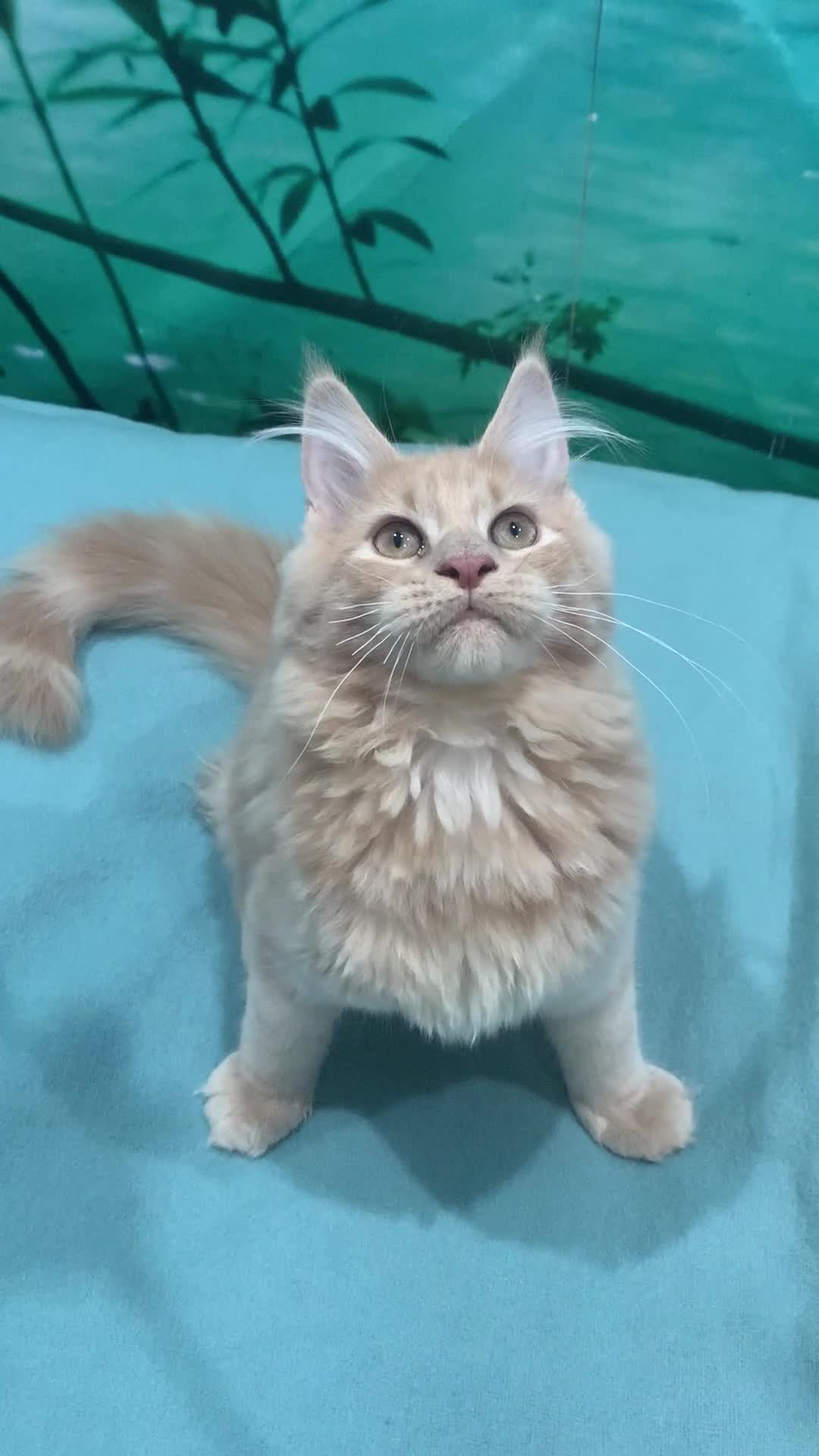 Maine Coon cats for sale: Purebred Maine Coon Kittens – Ready to Leave in Manchester - Video 2