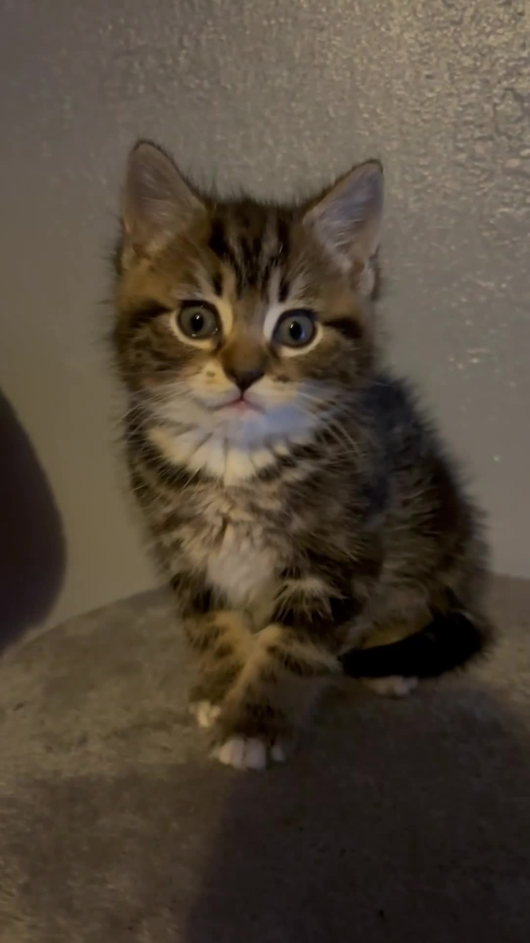 Mixed Breed cats for sale: paige - Video 5