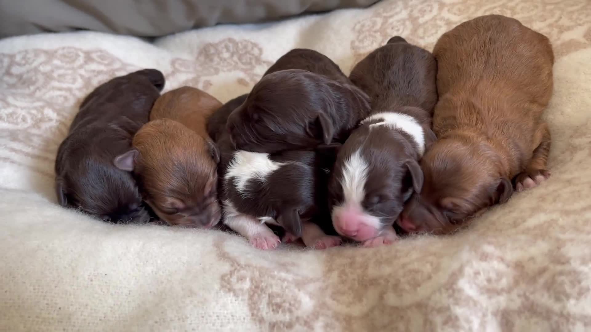 Bordoodle dogs for sale: OUTSTANDING *SABLE / TRI* BORDOODLES - Video 1