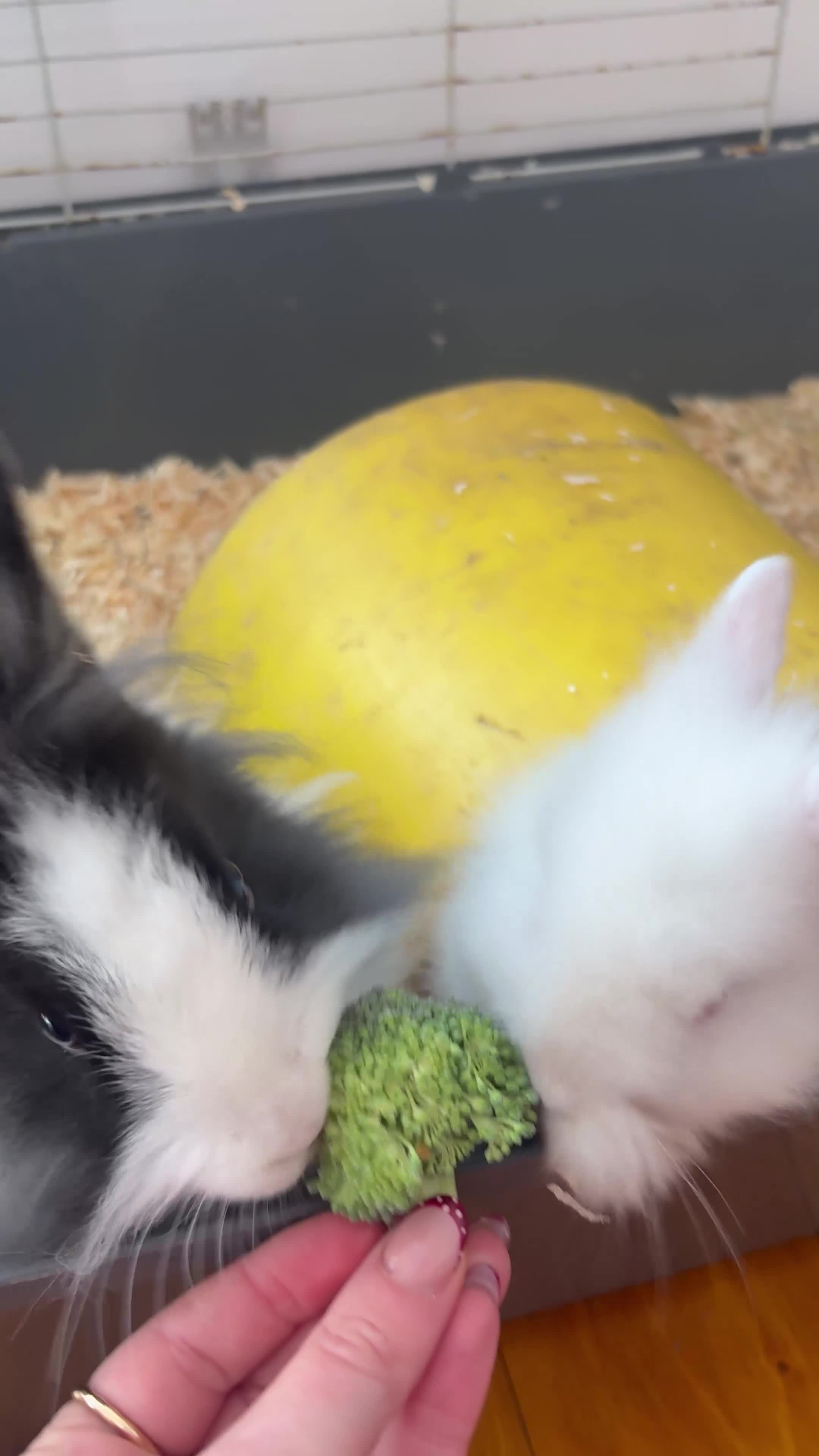 Lionhead rabbits for sale: Pure lionhead babies ready now!  - Video 4